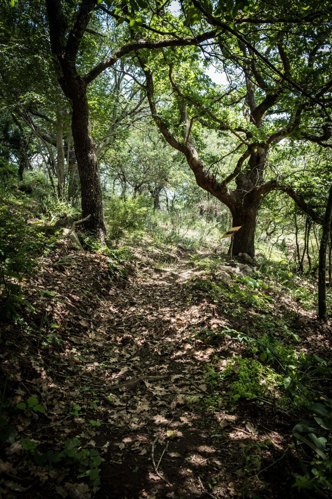 Azienda Agricola Biologica La Cardellina Tolfa Luaran gambar